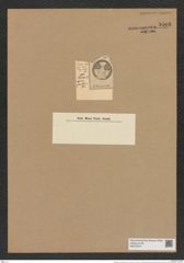 Actinoptychus semilevis Grun. (de-Toni-Nr.: Genus 227, Species 5535) Zeichnungen Sammlung Grunow Nr. 9566 (NHMW-BOT-W0379374)